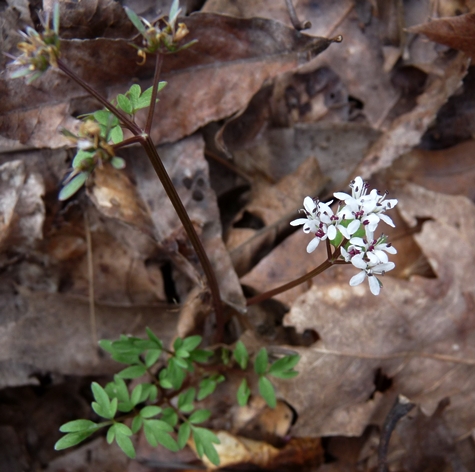 {Erigenia bulbosa}